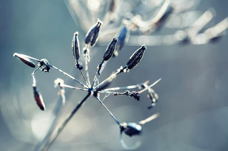 MF005 Wall décor art photographic on canvas botanical autumn grass close up